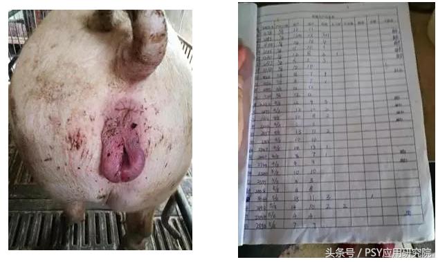 母猪子宫内膜炎的治疗最佳方案,母猪子宫内膜炎打什么针有效