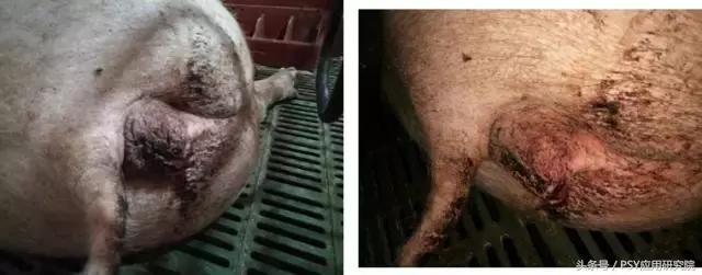 母猪子宫内膜炎不吃料怎么办,猪场母猪子宫炎症较多怎么办