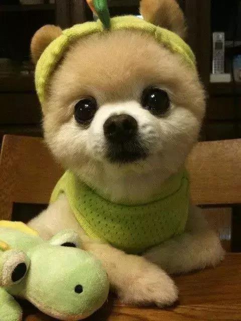 怎么哄三个月的俊介犬快速睡觉,俊介犬的智商相当于人的几岁