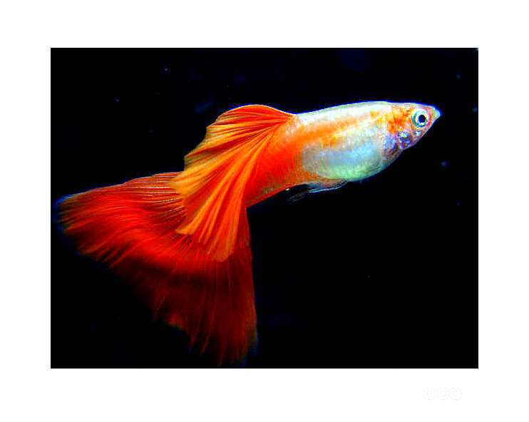 动物小百科鱼儿篇,动物小百科鱼儿篇凤尾鱼