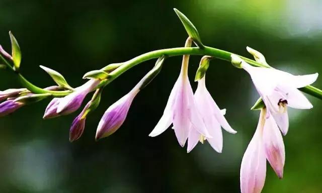 玉簪花种植方法及药用价值,玉簪花的栽培与管理方法