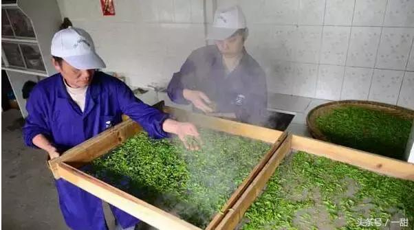 抹茶粉是绿茶做的,抹茶粉用哪种绿茶做