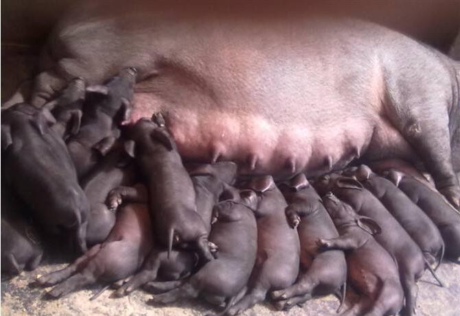 母猪子宫感染原因,母猪子宫炎症的克星