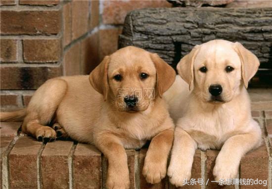 狗狗种类这么多你养的是哪种狗狗,狗狗的种类都有哪些