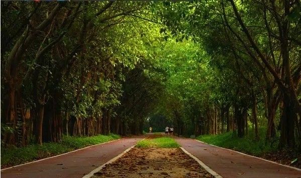 美得不像样子!广州秋季“花潮”来袭,你最想和谁一起看