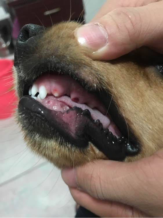 金毛掉了3颗牙,金毛啃骨头把牙齿啃掉了