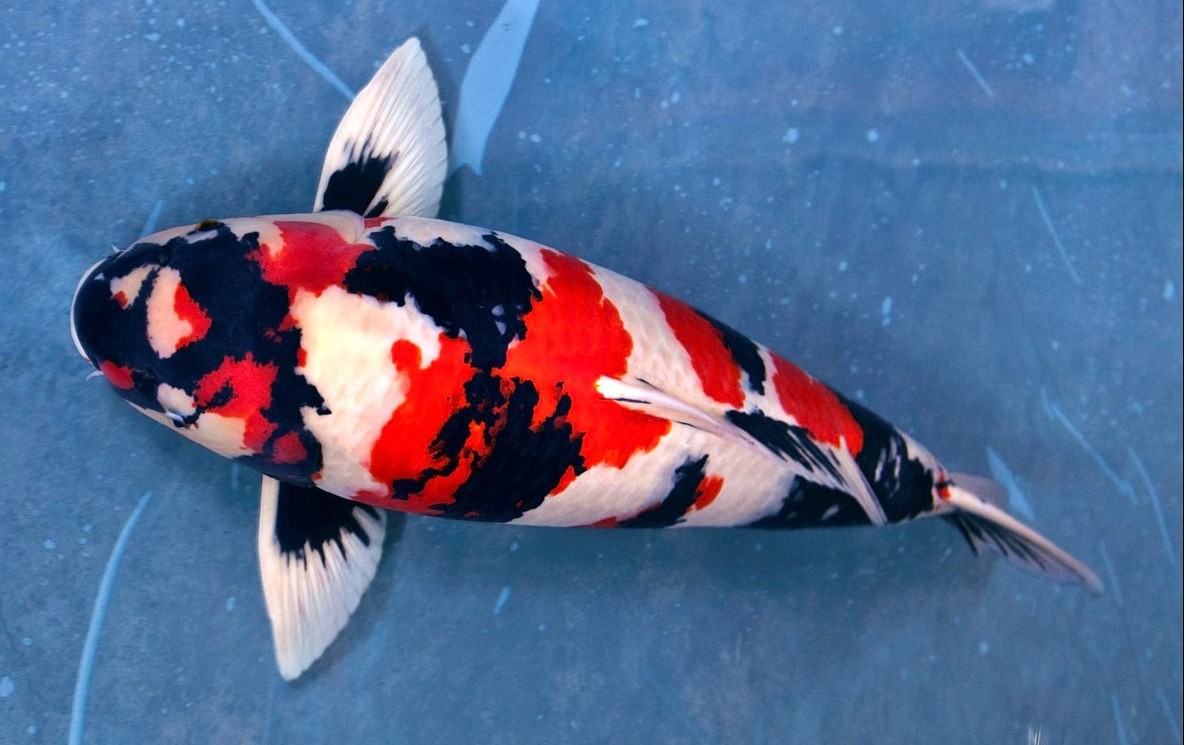 锦鲤鱼池生态过滤,锦鲤底滤缸造景