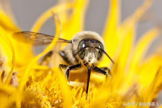 一起认识蜜蜂等昆虫动物,蜜蜂属于什么种类的昆虫