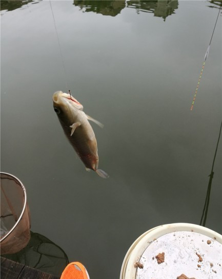 最后几天在玉林，别人掐鱼我练杆