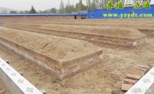 蝎子仿野生养殖方法视频教程,仿野生蝎子养殖方法有哪些