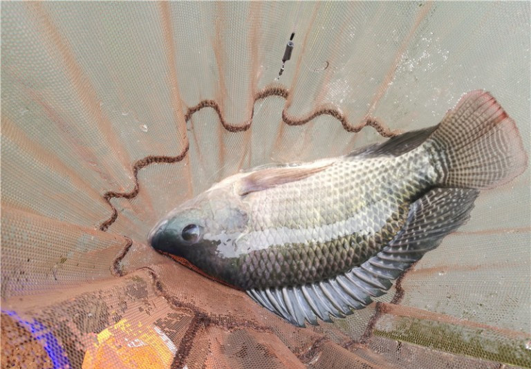 最后几天在玉林，别人掐鱼我练杆