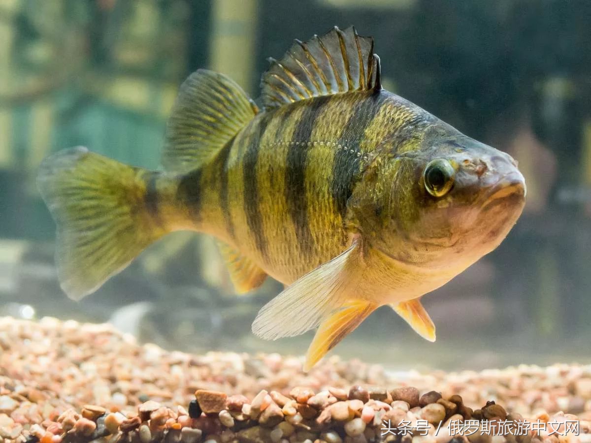 坑人的坑,坑人的坑在哪里