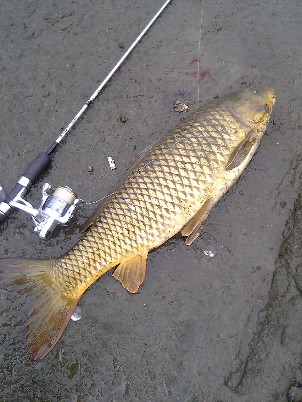 抛竿饵料哪几种好,抛竿抛偏了怎么纠正