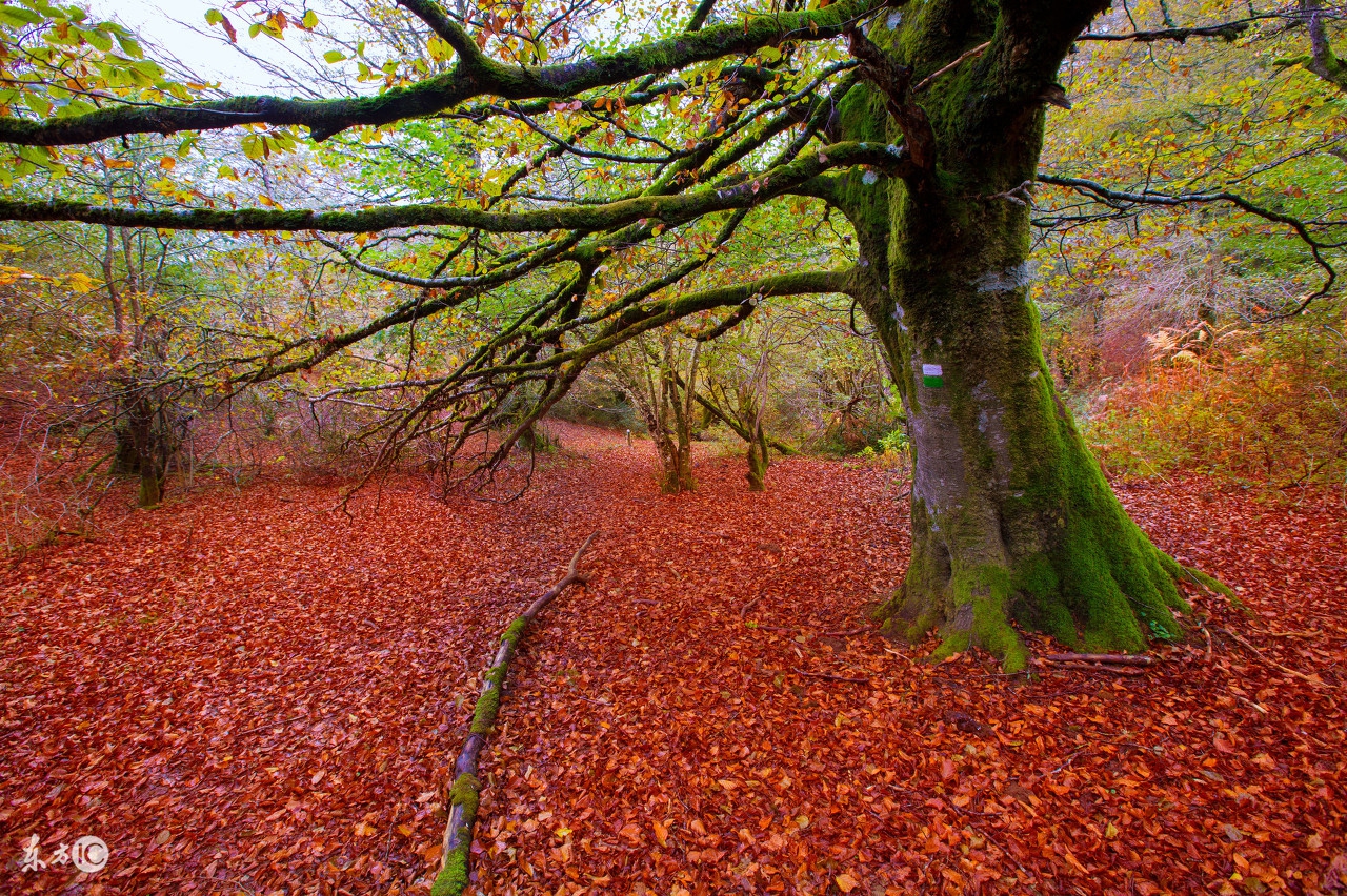 树树树,树树树树