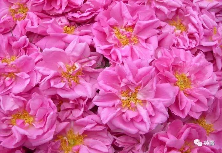 美白保湿补水玫瑰纯露,10万补水保湿玫瑰纯露