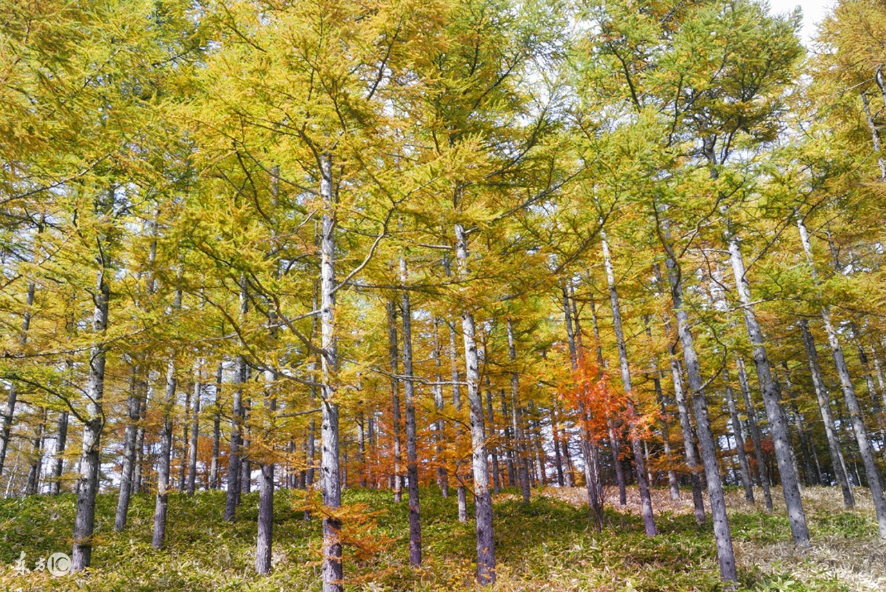 树树树,树树树树