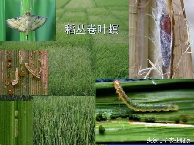 大田害虫防治方法有哪些,地下害虫图谱大全及防治