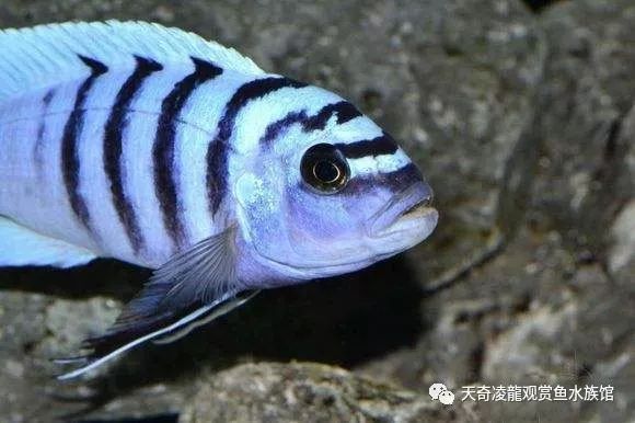 三湖慈鲷鱼缸造景石头摆法,三湖慈鲷鱼喜欢底砂和岩石