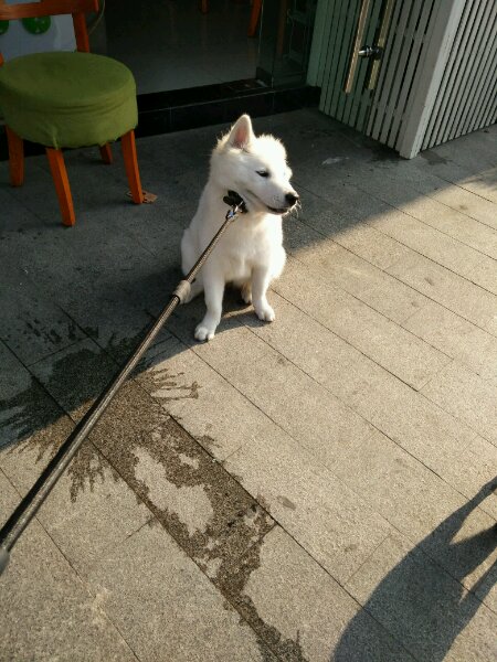 细小萨摩耶,萨摩耶细小怎么治疗最好