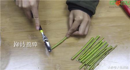 扦插不浇水容易出根,扦插不晾根能活么