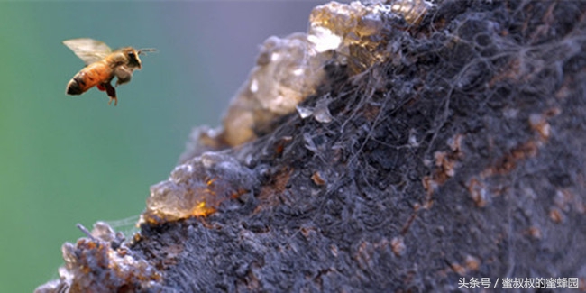 蜂农采集的蜂胶能直接食用吗,蜂胶是蜜蜂怎么采集的