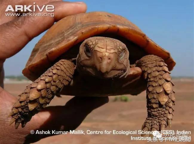 缅甸陆龟繁殖要什么环境,缅甸陆龟适合什么环境