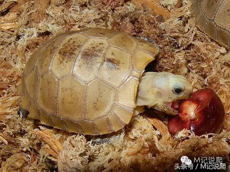 缅甸陆龟繁殖要什么环境,缅甸陆龟适合什么环境