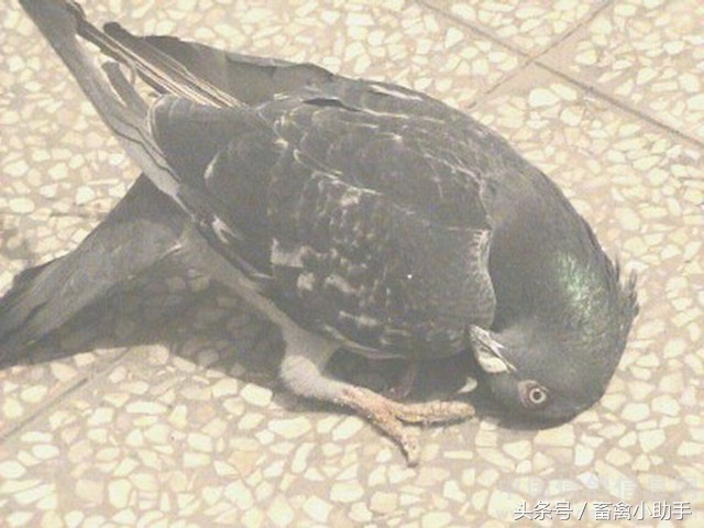 新鸽棚鸽子不进窝怎么办,鸽子炸棚不进窝了怎么办