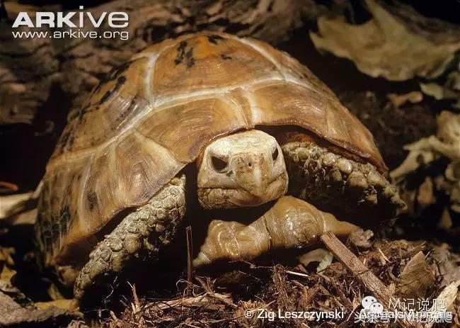 缅甸陆龟繁殖要什么环境,缅甸陆龟适合什么环境