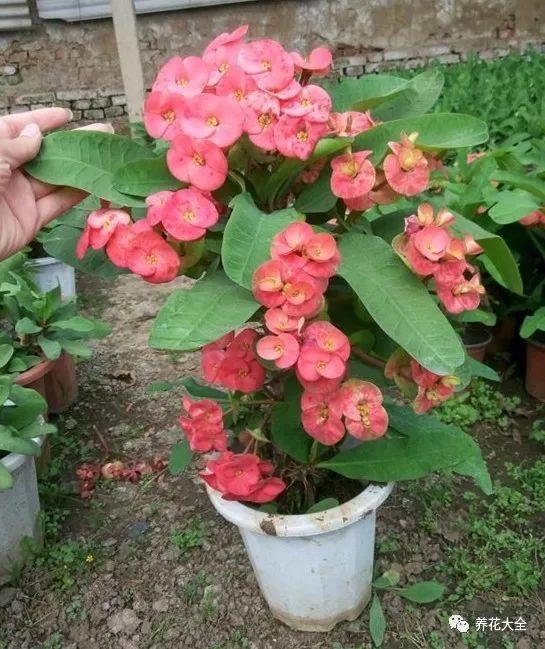 家里哪些花不能用哪些花有毒,家里的花种不好要不要换掉