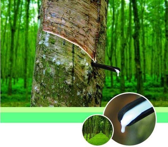 乳胶枕假的,100%天然乳胶枕头是真的吗