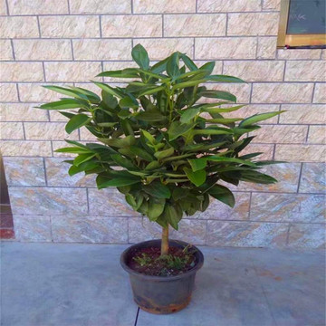 盆栽平安树黄叶怎么回事,平安树叶子下垂干枯掉落怎么办