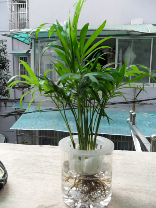 养花技巧：老花匠告诉你，号称懒人专养的植物，丢水里就能活！