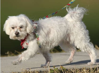 高级又豪华却便宜的宠物,精致生活的宠物