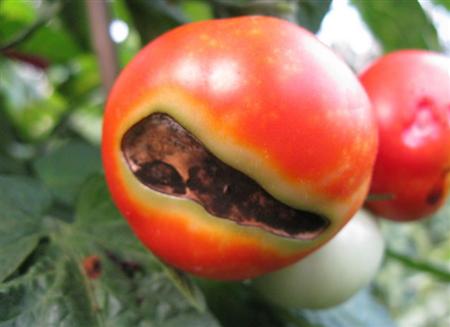 「红日商学院」石灰氮是什么？在农业上如何使用？