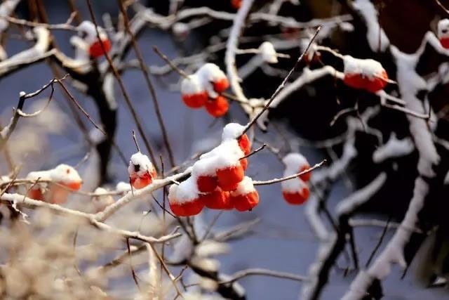 冬天的柿柿如意图片,冬天柿柿如意的图片