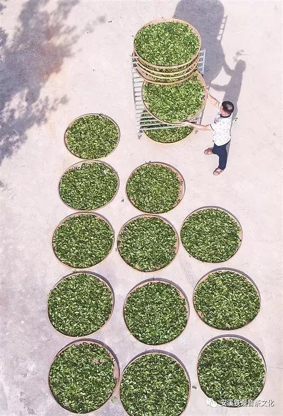 安溪铁观音永不被超越的经典茶,安溪铁观音今年秋茶最新消息