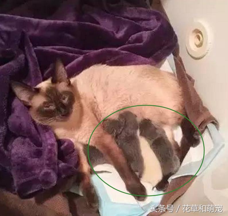 猫妈妈突然生了小猫,猫妈妈的母爱
