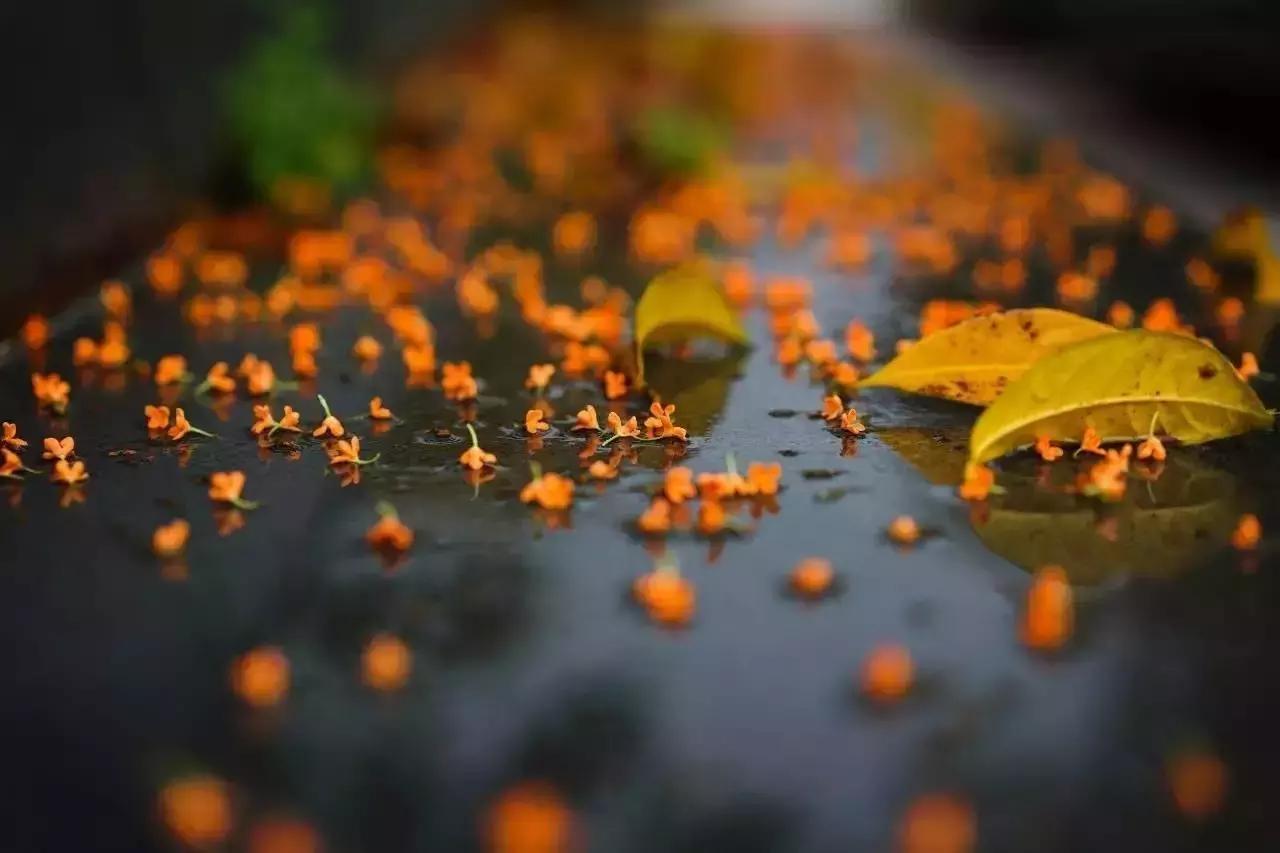 桂子飘零，天凉好个秋