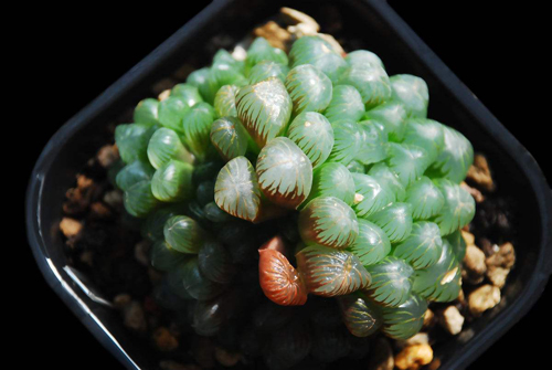 如果你能拥有任何一样东西,如果你能够拥有一栋别墅