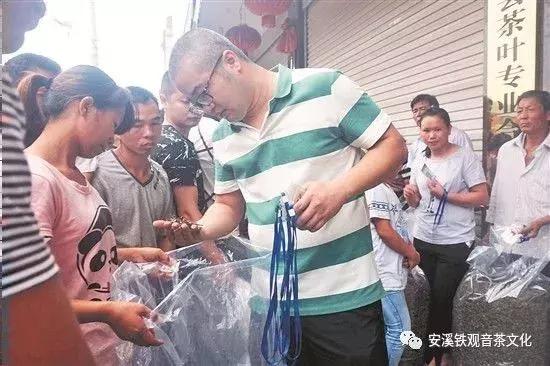 安溪铁观音永不被超越的经典茶,安溪铁观音今年秋茶最新消息