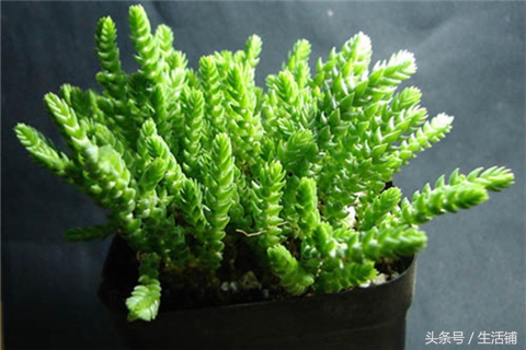 景天科1000种多肉植物图鉴,常见的景天科多肉植物的名称