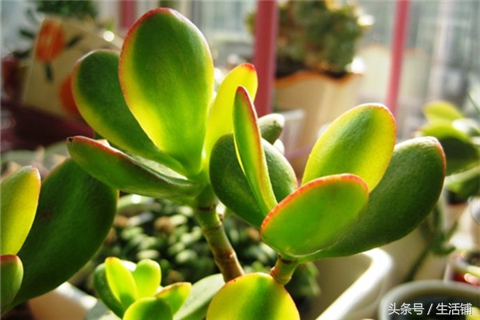 景天科1000种多肉植物图鉴,常见的景天科多肉植物的名称