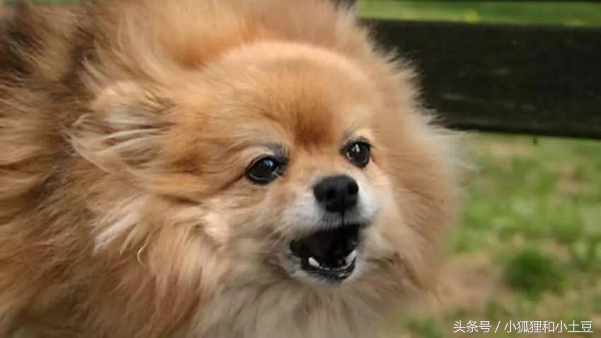 训练狗狗笼内乱叫,狗狗爱叫扰民怎么办