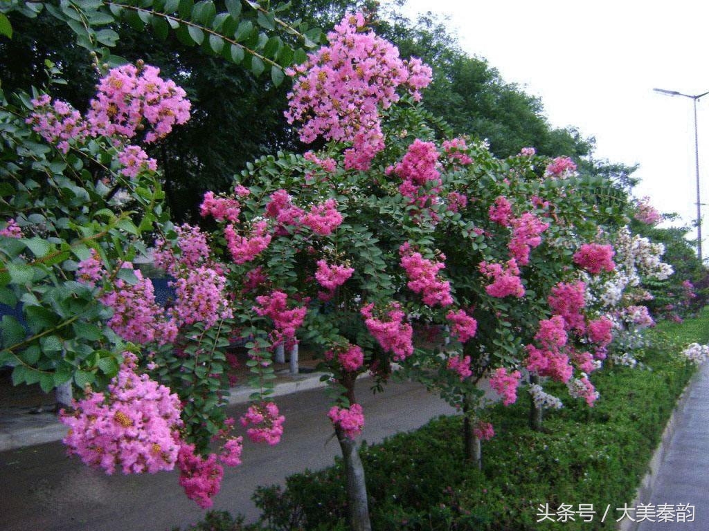 全国各地市花大全,各地市花是什么花