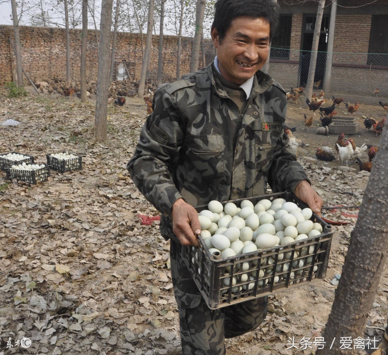 蛋鸭养殖注意事项及管理,养殖蛋鸭需要注意事项
