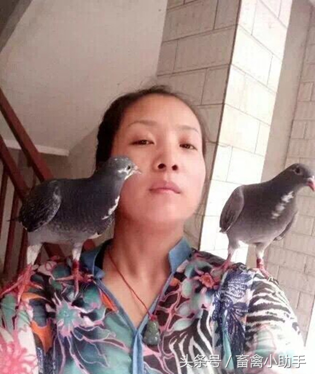 鸽子比赛怎样达到最佳状态,怎样让鸽子快速恢复体能