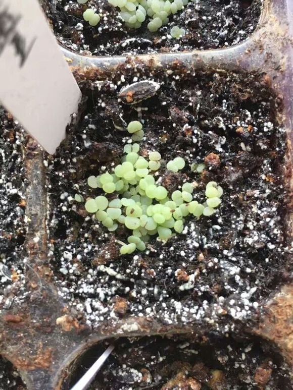 多肉种子鉴别,怎么判断多肉种子的真假