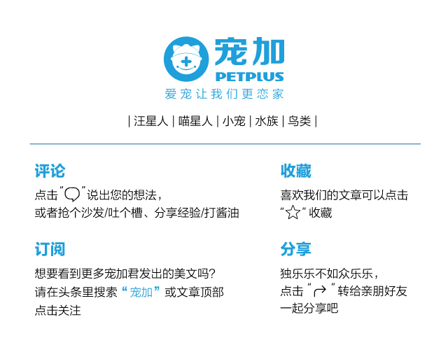 养龙猫的必需品 (龙猫的窝必须准备哪些东西)