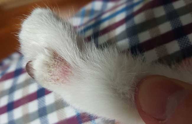 猫癣在治疗的过程中传染吗,猫癣能传染成年健康猫吗